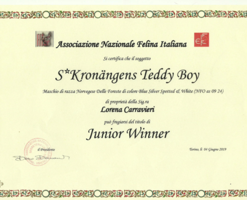 Certificato Junior Winner