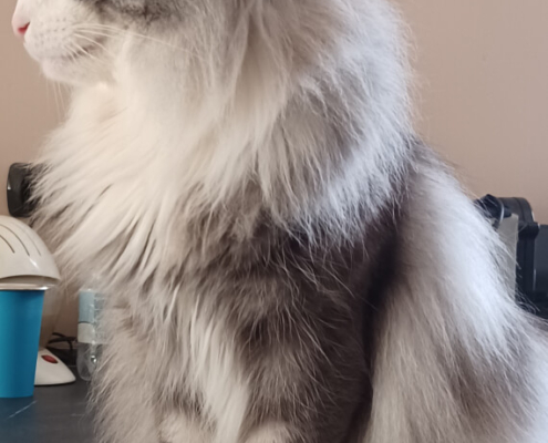 Teddy Boy padre di Nefertiti Teddy Boy Skogkatt gatto norvegese papà di Nefertiti