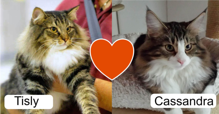 skog katt Tiasly e Cassandra sono in dolce attesa