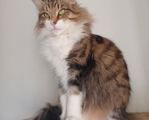Cheyanne mamma Nefertiti Cheyanne SkogKatt gatta novegese adulta mamma Nefertiti