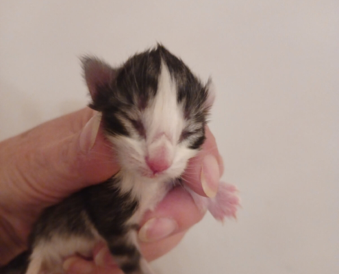 Nefertiti. Neferiti SkogKatt , cucciola femmina gatto norvegese delle foreste