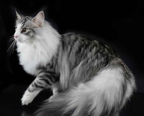 Nefertiti new Nefertiti gatta norvegese delle foreste , skogkatt