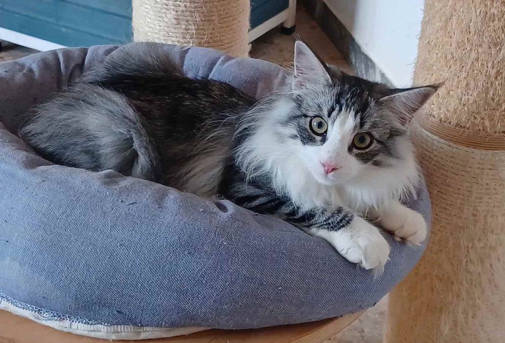 nefertiti-4bis Nefertiti skogkatt - gatto norvegese delle foreste - femmina Adulta