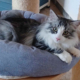 Nefertiti skogkatt - gatto norvegese delle foreste - femmina Adulta