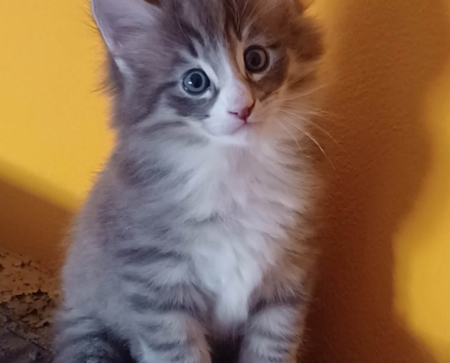 Nathan esemplare cucciolo di gatto norvegese delle foreste - SkogKatt