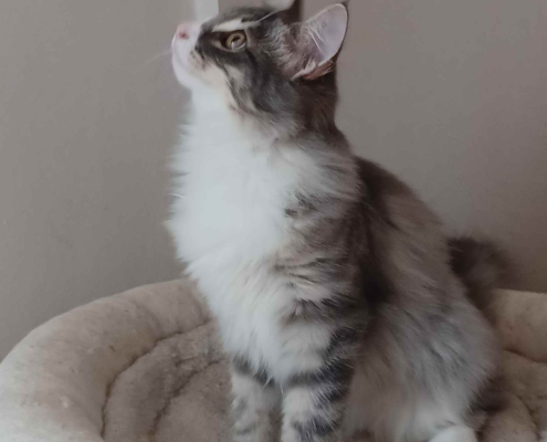 Nicole gatta norvegese delle foreste , skogkatt