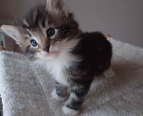 Nelson , gatto norvegese delle foreste, SkogKatt- Cucciolo di circa 2 mesi