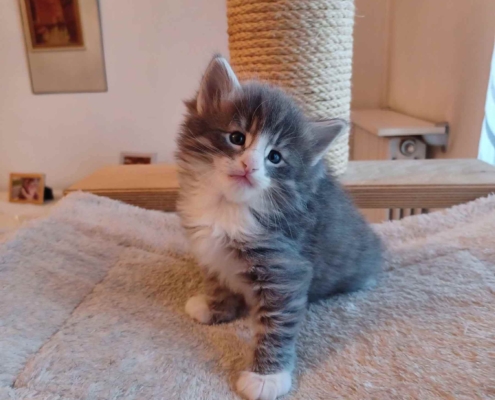 Newton Gatto norvegese delle foreste , skogKatt, cucciolo di circa 2 mesi