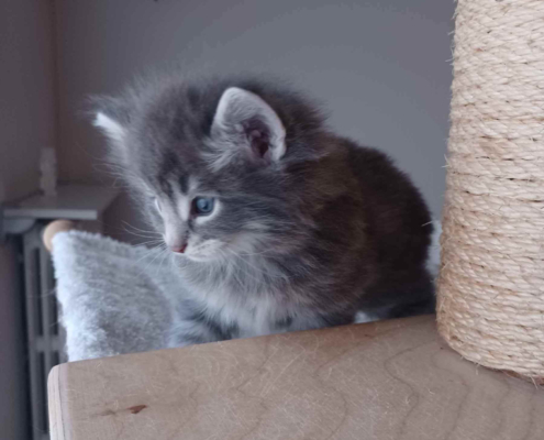 Nikita Gatto norvegese delle foreste , SkogKatt. cucciolo di circa 2 mesi