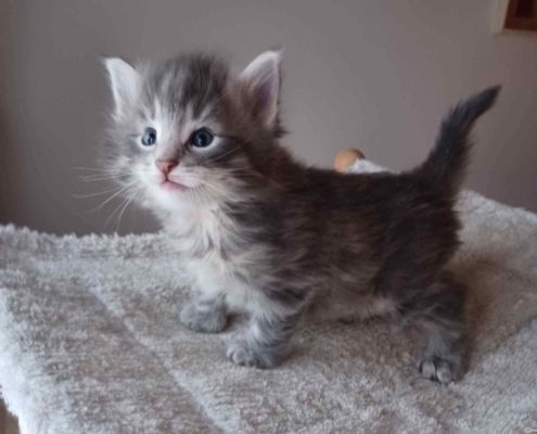Nils gatto norvegese delle foreste - skogKatt - Cucciolo di circa due mesi
