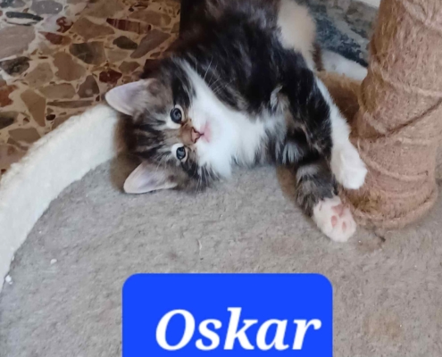 Oskar Gatto norvegese delle foreste - SkogKatt