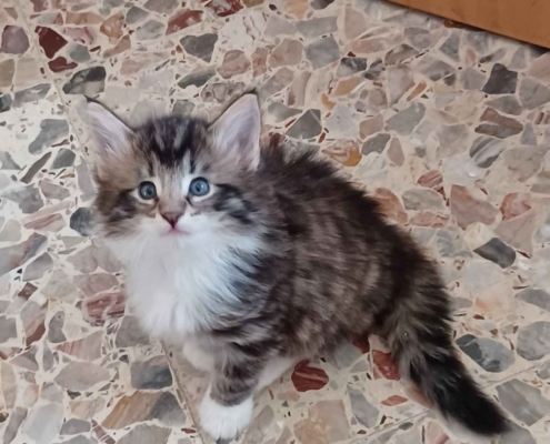Priscilla Gatta norvegese delle foreste - SkogKatt