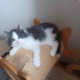 Olaf Gatto norvegese delle foreste - SkogKatt
